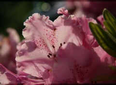 Fonds d'cran Nature Rhododendron