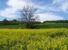 Fonds d'cran Nature Champ de colza