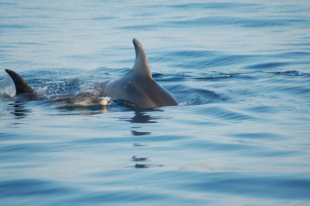 Fonds d'cran Animaux Vie marine - Dauphins  CORSE