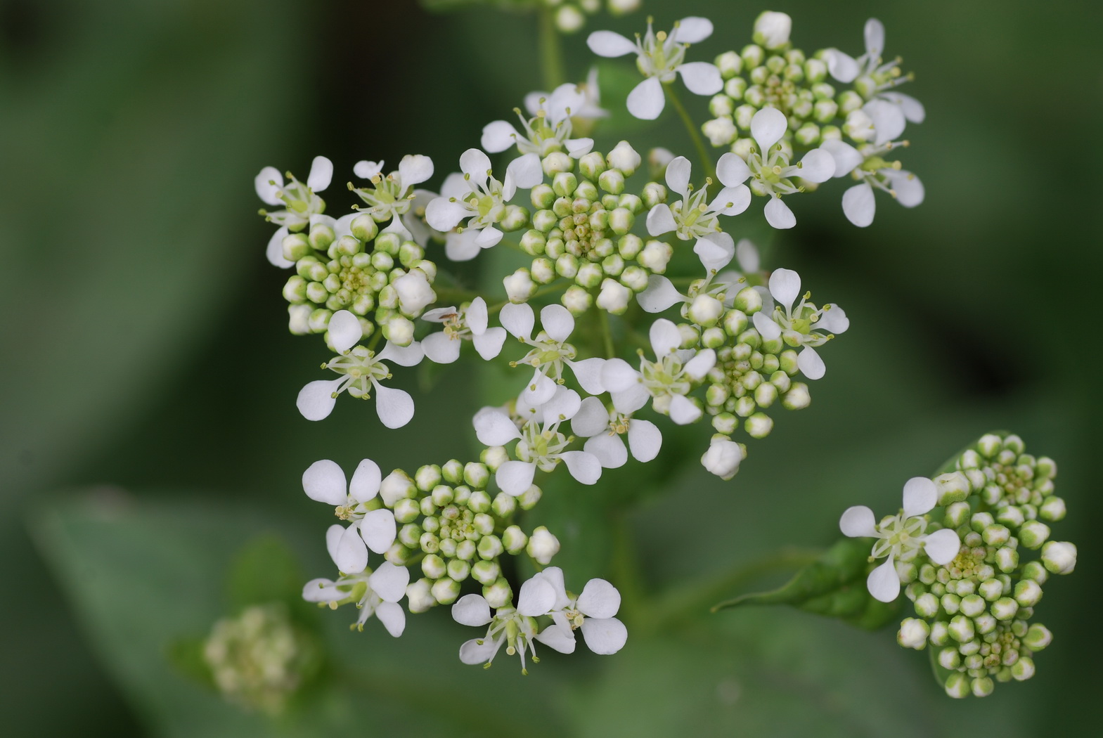 Wallpapers Nature Flowers Petites fleurs blanche et leurs bourgeons