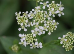 Wallpapers Nature Petites fleurs blanche et leurs bourgeons