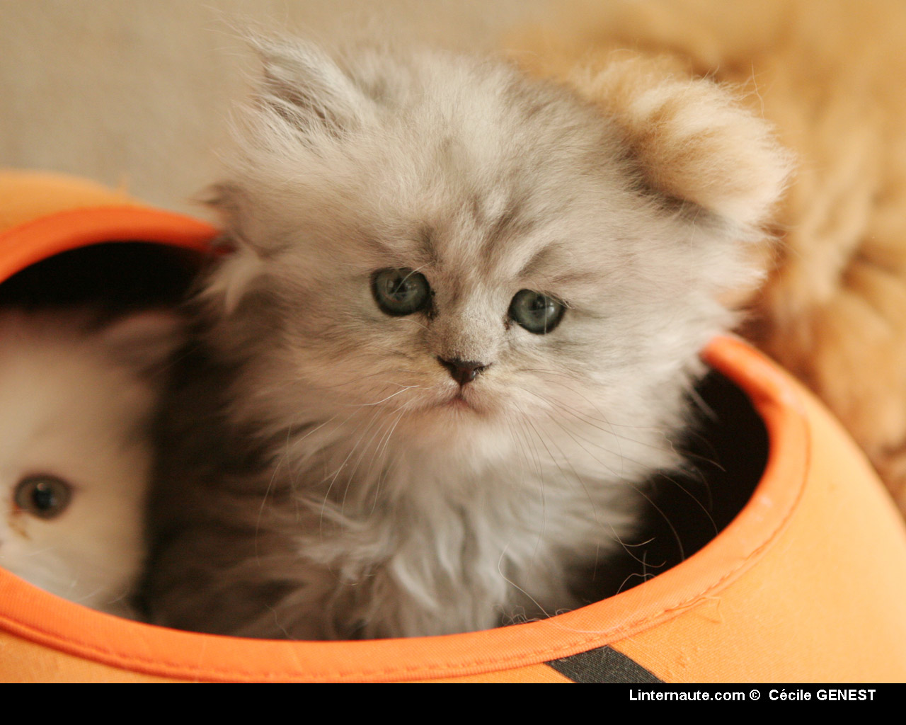 Fonds d'cran Animaux Chats - Chatons chaton