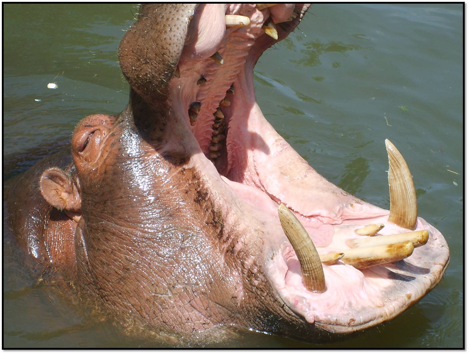 Fonds d'cran Animaux Hippopotames hippopotame