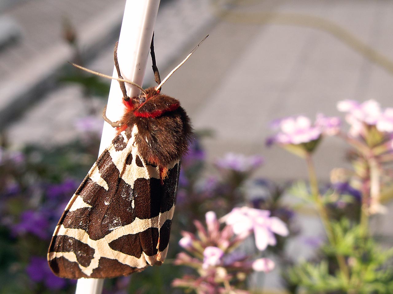 Fonds d'cran Animaux Insectes - Papillons Papillon de nuit