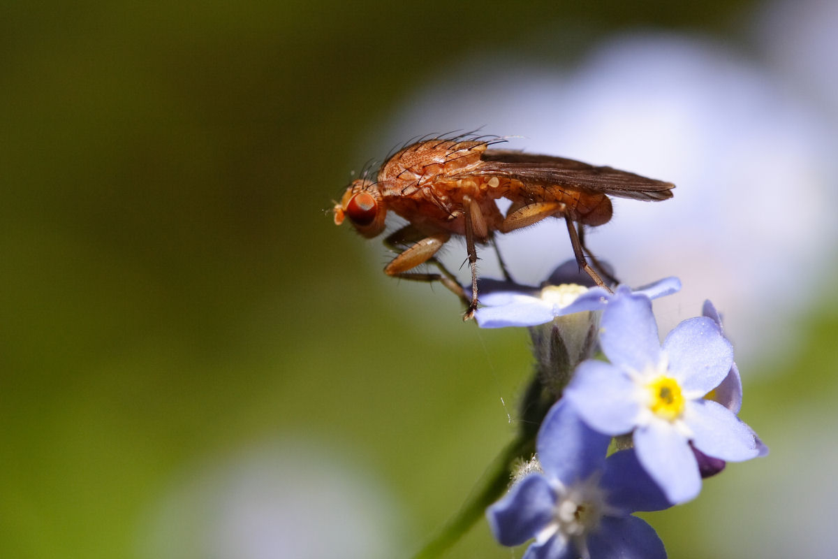 Fonds d'cran Animaux Insectes - Mouches Mouche rouge