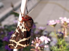 Fonds d'cran Animaux Papillon de nuit