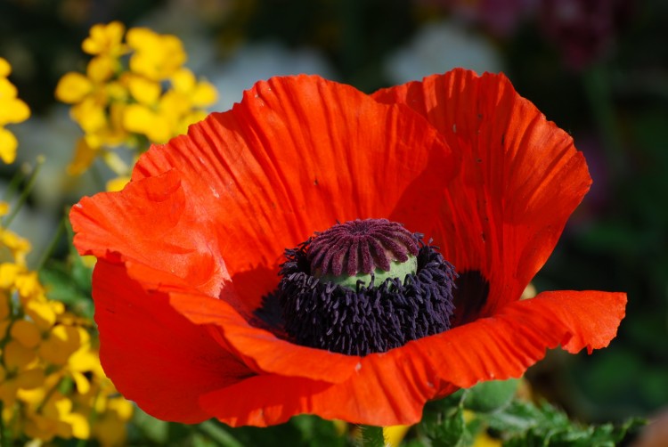 Fonds d'cran Nature Fleurs fleur orange