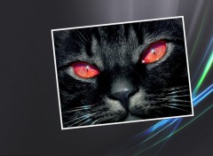 Fonds d'cran Animaux Black Cat Portrait