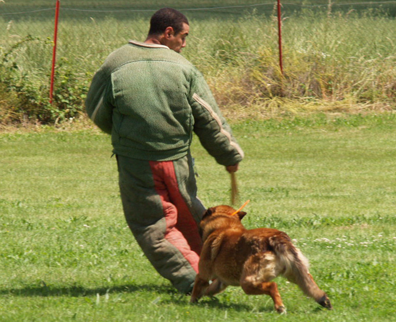 Fonds d'cran Animaux Chiens Fuyante-samir