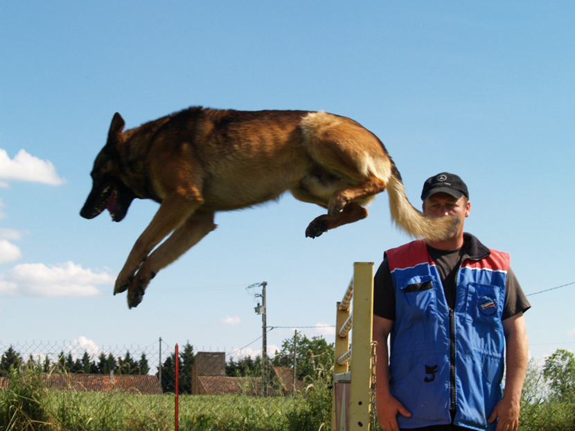 Fonds d'cran Animaux Chiens Tyson saut