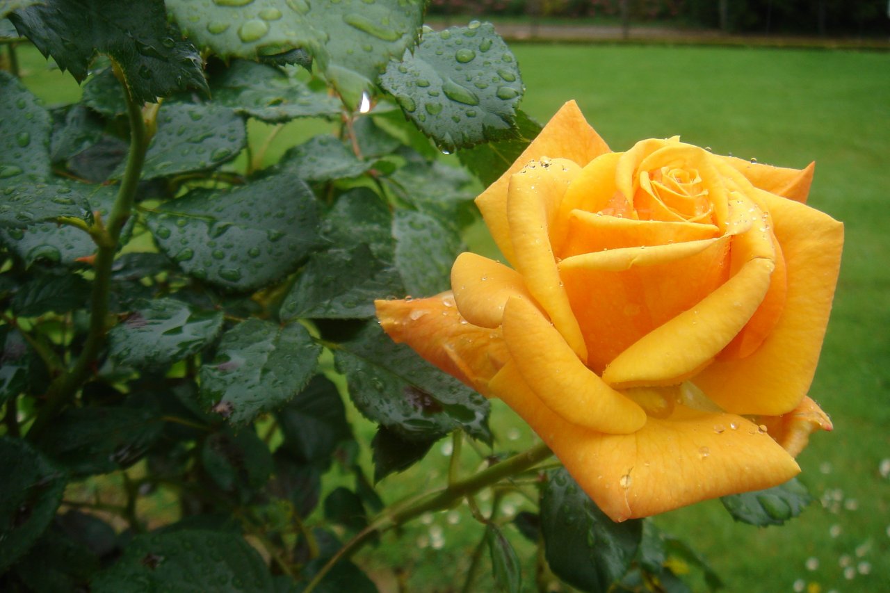 Fonds d'cran Nature Fleurs Rose sous la pluie