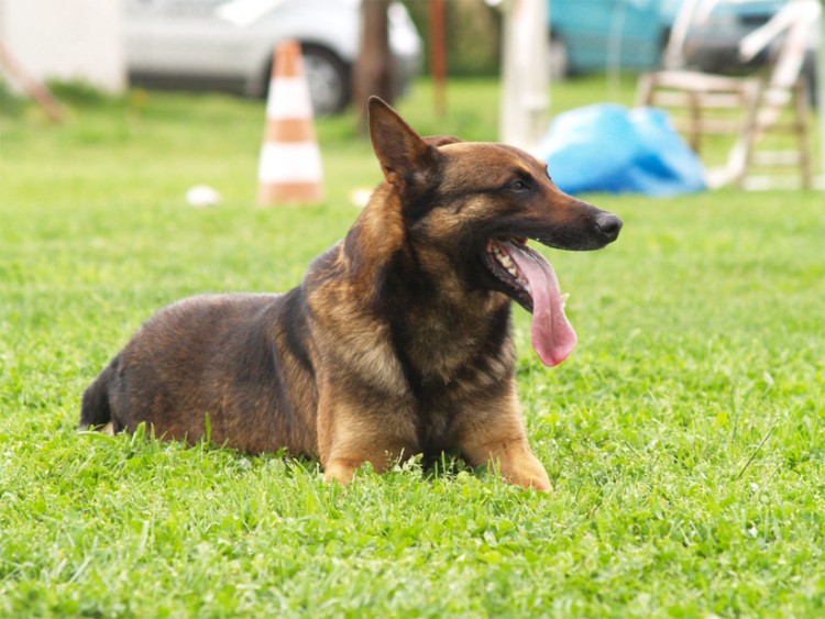 Fonds d'cran Animaux Chiens Tyson