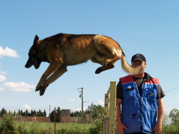 Fonds d'cran Animaux Chiens Tyson saut