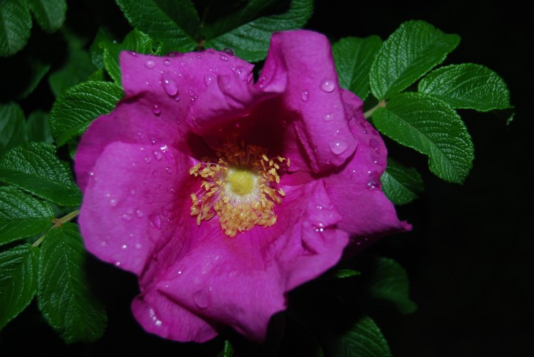 Wallpapers Nature Flowers Fleur rose pleine de gouttes d'eau aprs la pluie