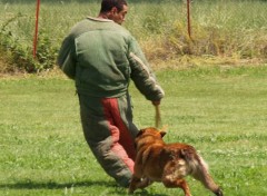 Fonds d'cran Animaux Fuyante-samir