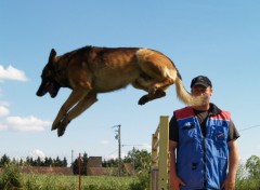 Fonds d'cran Animaux Tyson saut