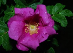 Wallpapers Nature Fleur rose pleine de gouttes d'eau aprs la pluie