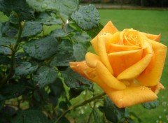 Wallpapers Nature Rose sous la pluie