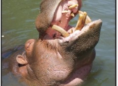 Fonds d'cran Animaux hippopotame