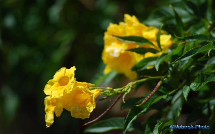 Fonds d'cran Nature Fleurs Allamanda