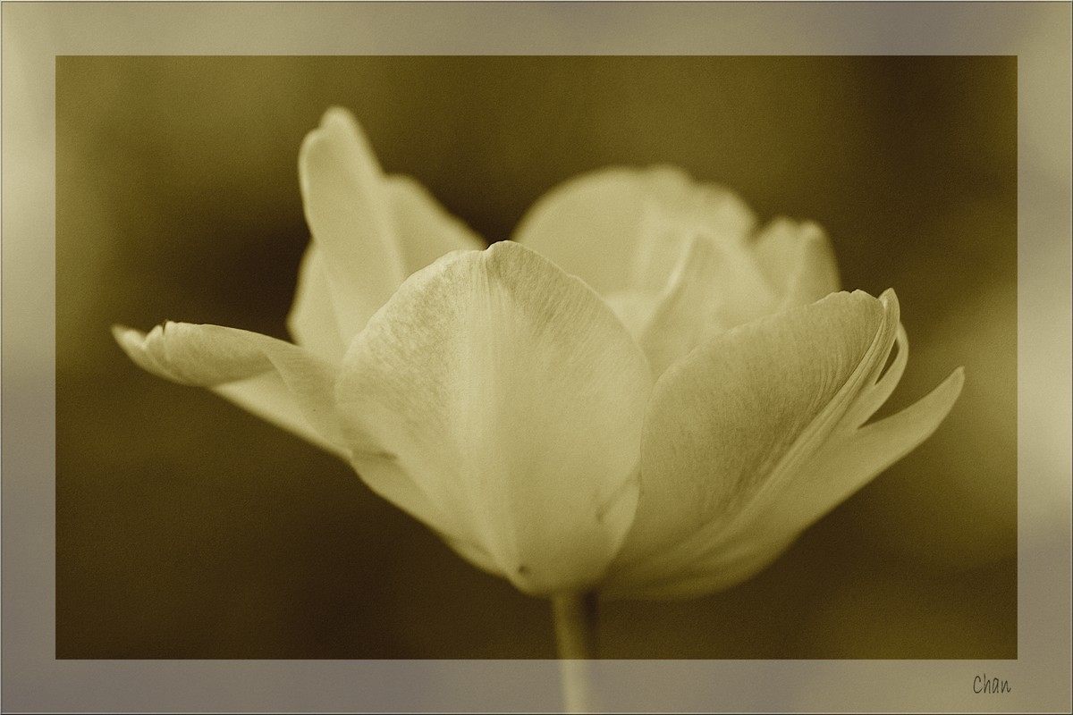 Fonds d'cran Nature Fleurs 