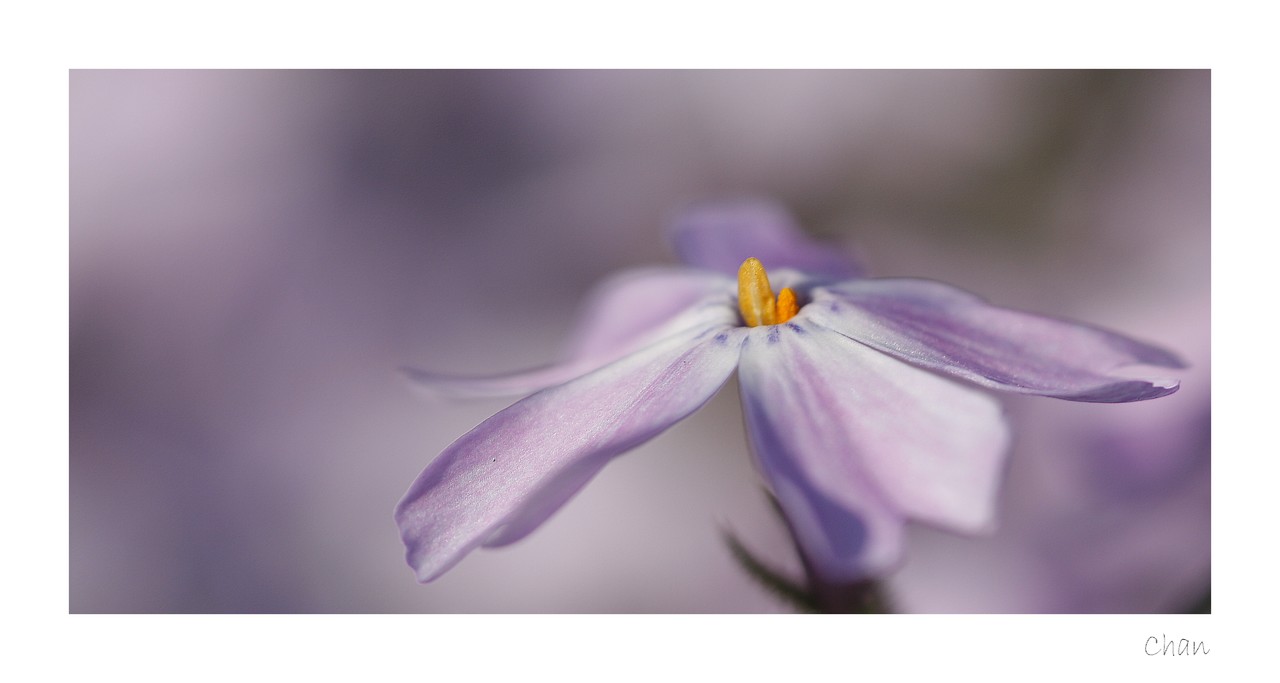 Fonds d'cran Nature Fleurs 