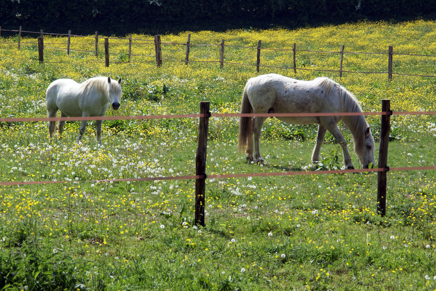 Fonds d'cran Animaux Chevaux Chevaux