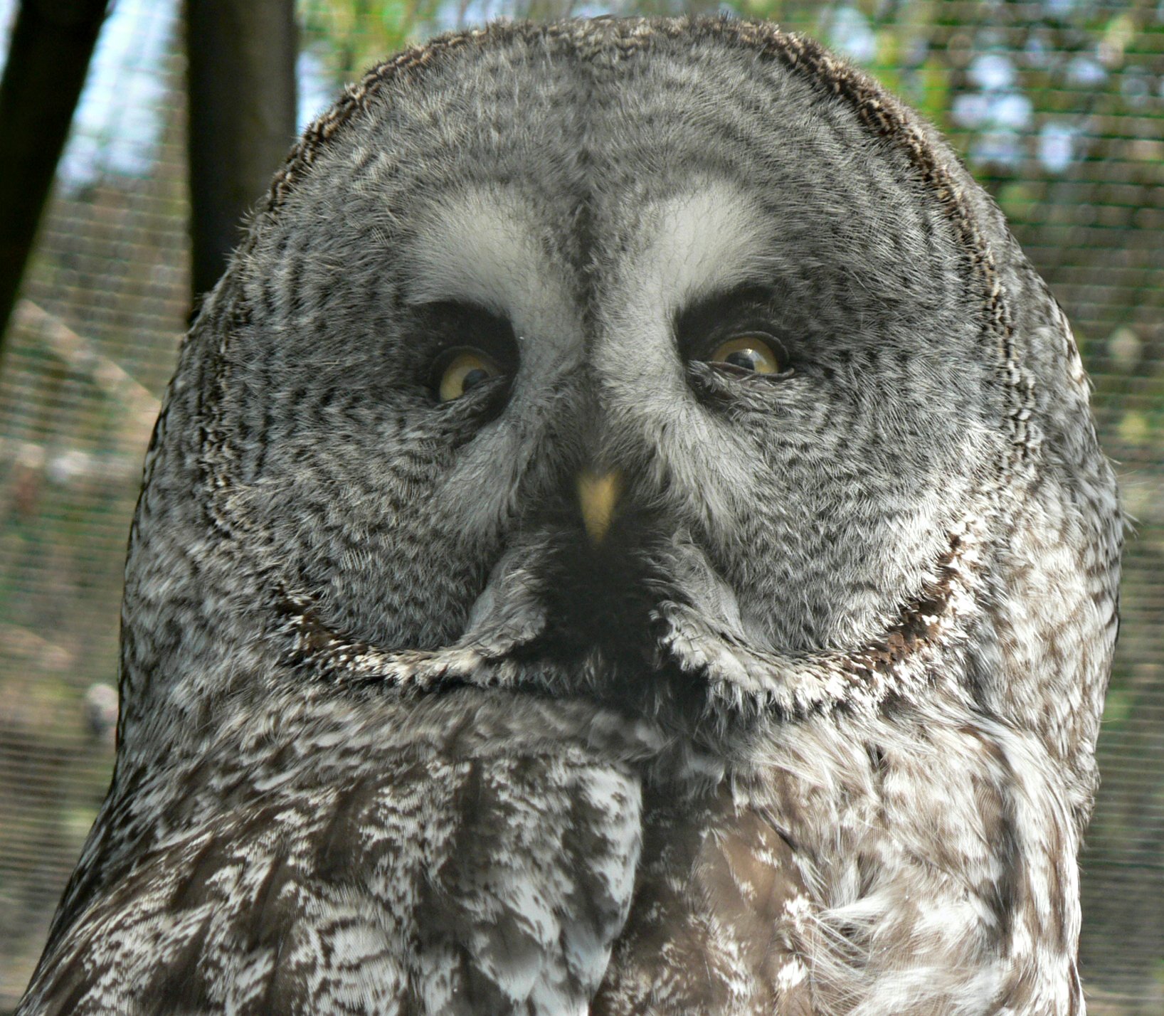 Wallpapers Animals Birds - Owls Chouette lapone. regard (stryx nebulosa)