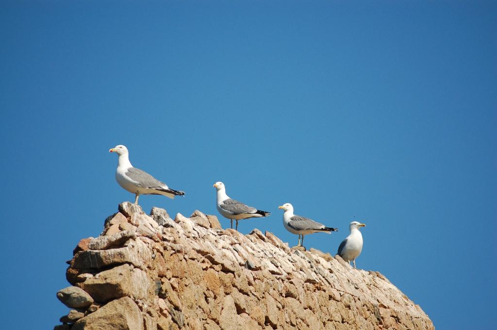 Fonds d'cran Animaux Oiseaux - Mouettes et Golands golands