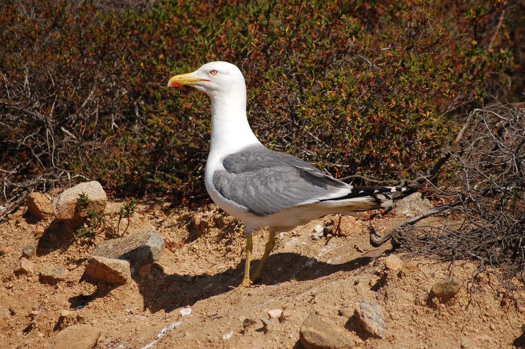 Wallpapers Animals Birds - Gulls golands