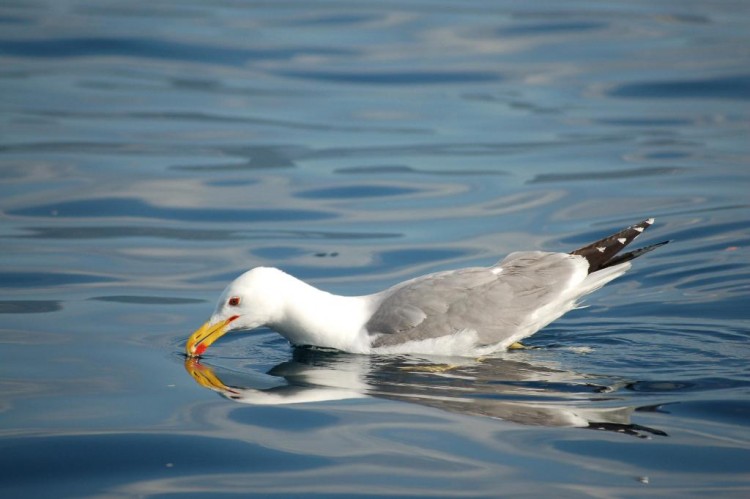 Fonds d'cran Animaux Oiseaux - Mouettes et Golands golands