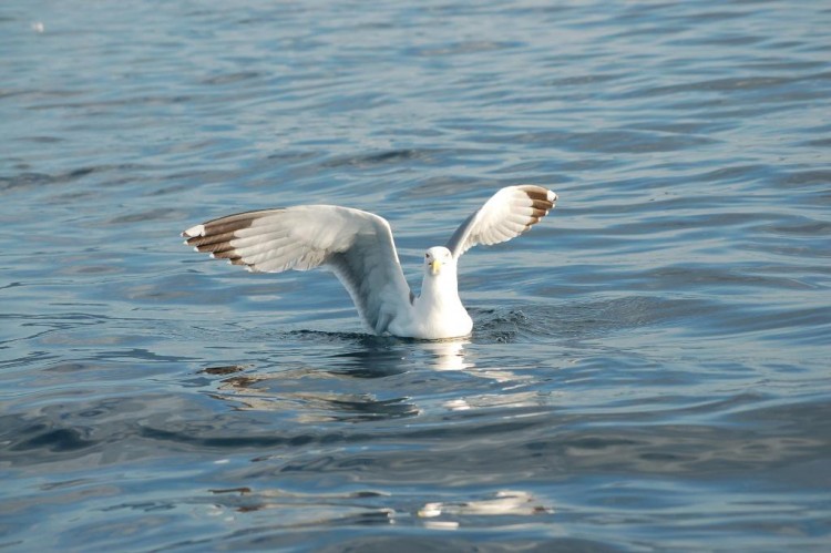 Wallpapers Animals Birds - Gulls golands