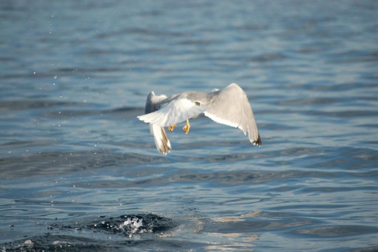 Fonds d'cran Animaux Oiseaux - Mouettes et Golands golands