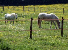 Fonds d'cran Animaux Chevaux