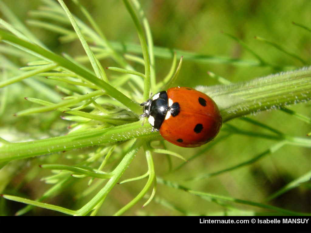 Wallpapers Animals Insects - Ladybugs Coccinelle