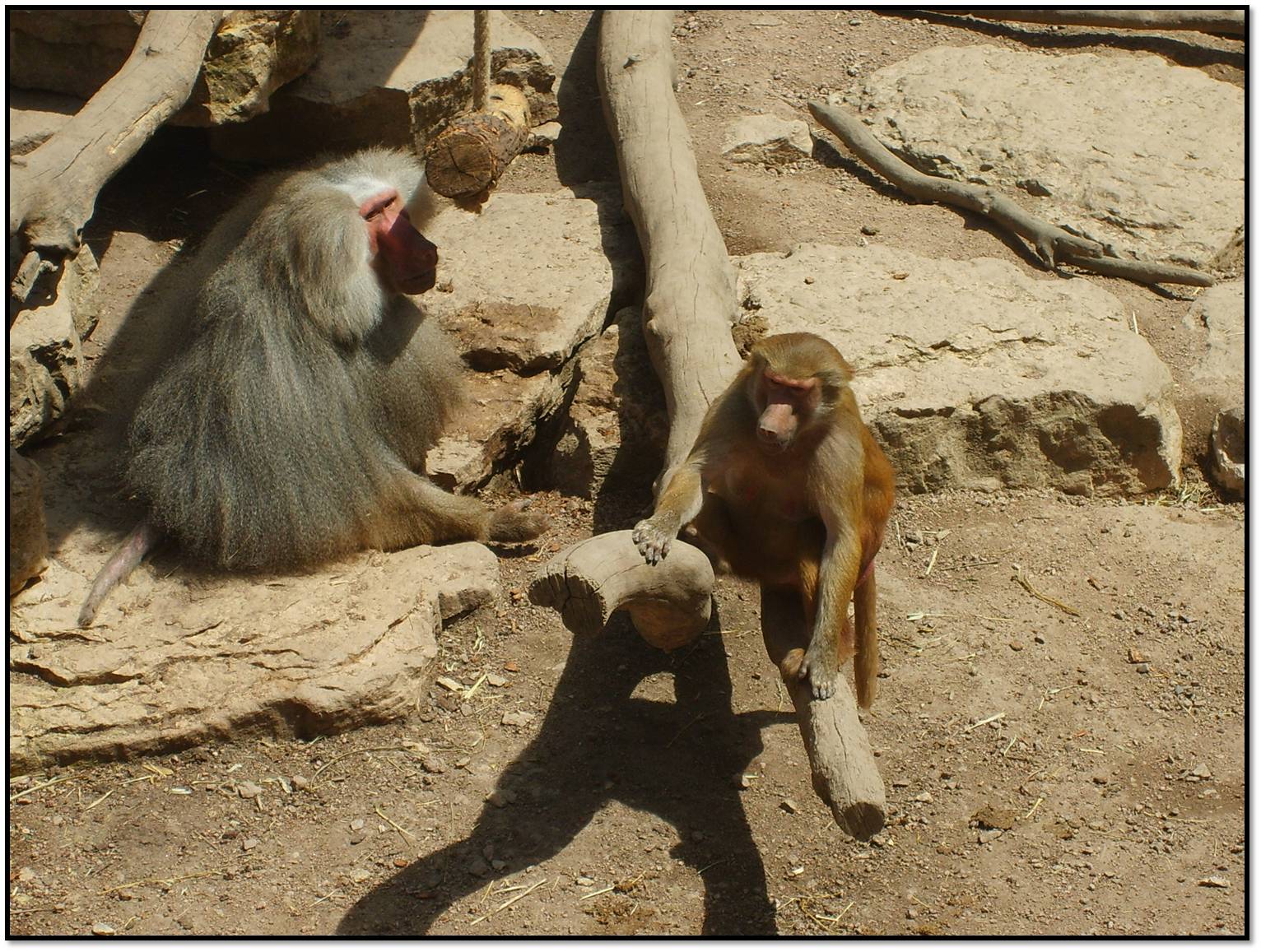 Wallpapers Animals Monkeys les babouins