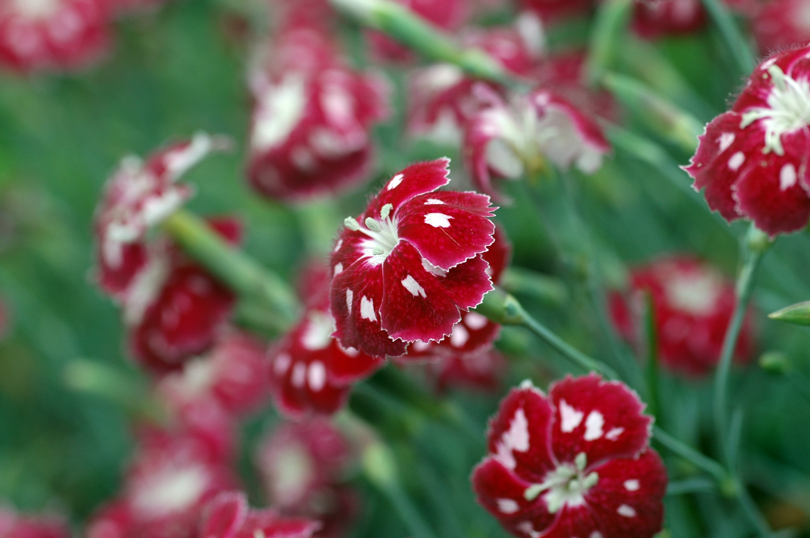 Fonds d'cran Nature Fleurs Blanc-Rouge frivole