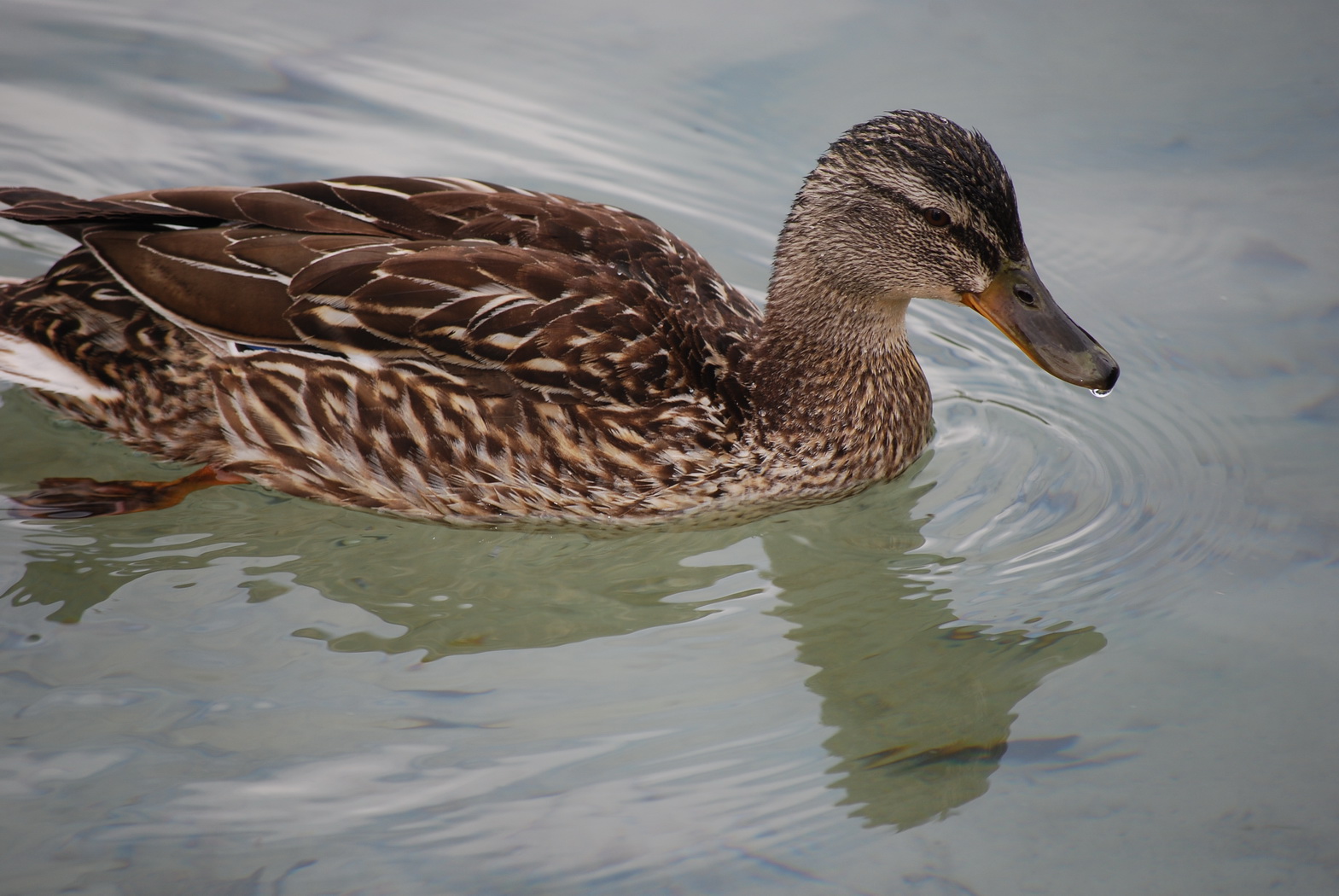 Wallpapers Animals Birds - Ducks canard