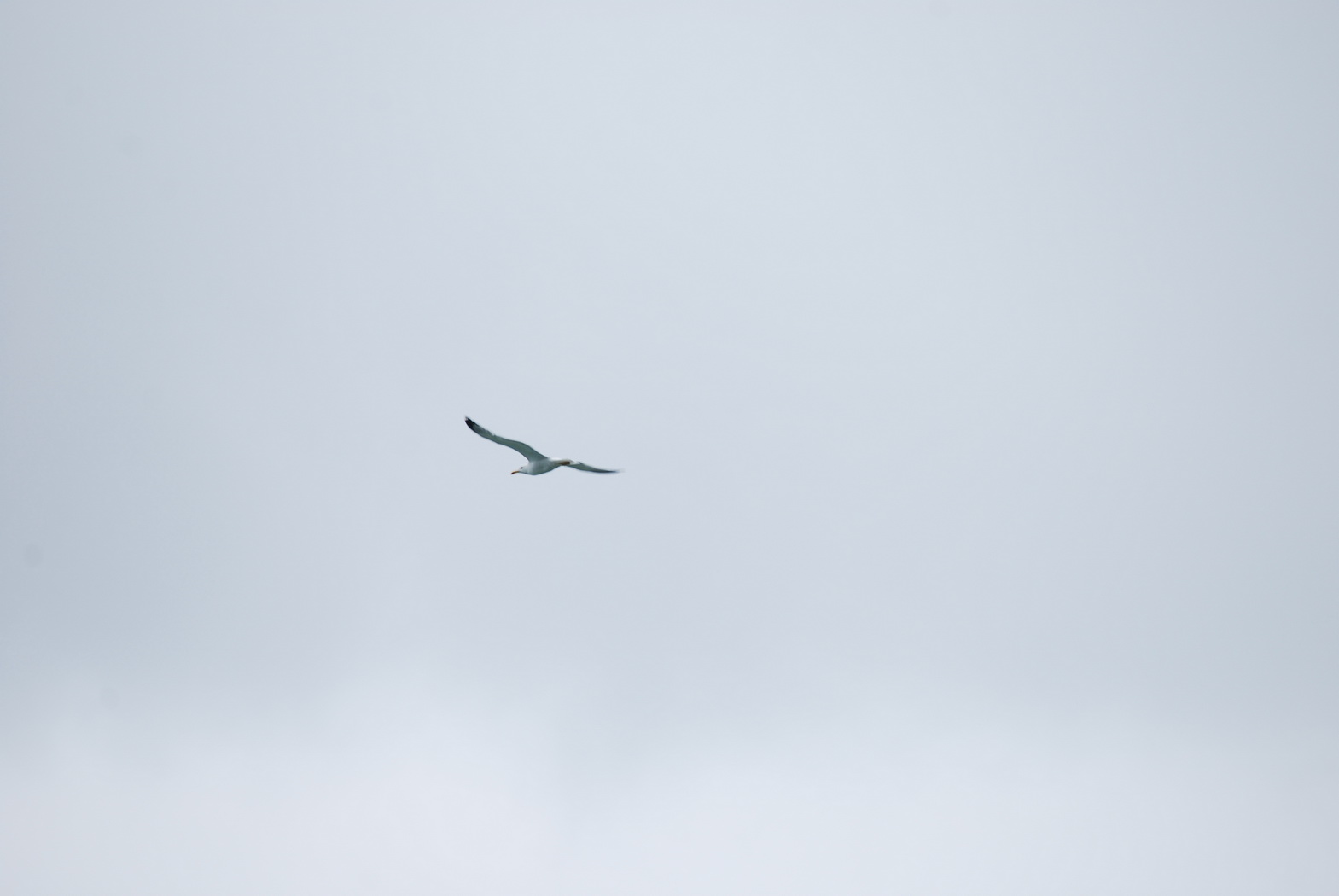 Fonds d'cran Animaux Oiseaux - Mouettes et Golands mouette