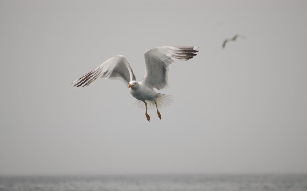 Fonds d'cran Animaux Oiseaux - Mouettes et Golands golands