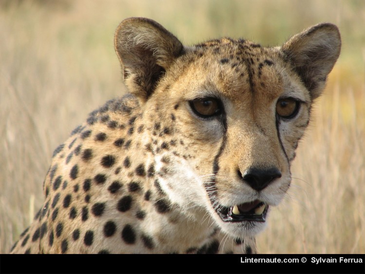 Fonds d'cran Animaux Flins - Gupards  Gupard de Djibouti