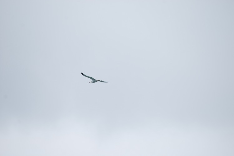 Fonds d'cran Animaux Oiseaux - Mouettes et Golands mouette