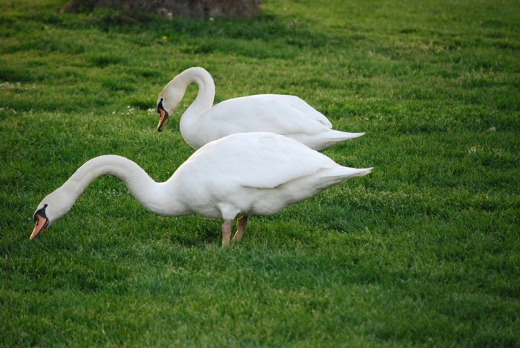 Wallpapers Animals Birds - Swans 2 cygnes  la plage