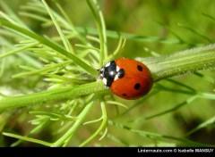 Fonds d'cran Animaux Coccinelle