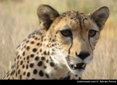 Fonds d'cran Animaux  Gupard de Djibouti