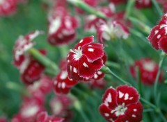 Fonds d'cran Nature Blanc-Rouge frivole