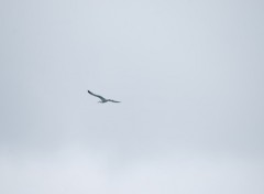 Fonds d'cran Animaux mouette