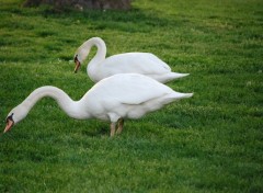 Wallpapers Animals 2 cygnes  la plage