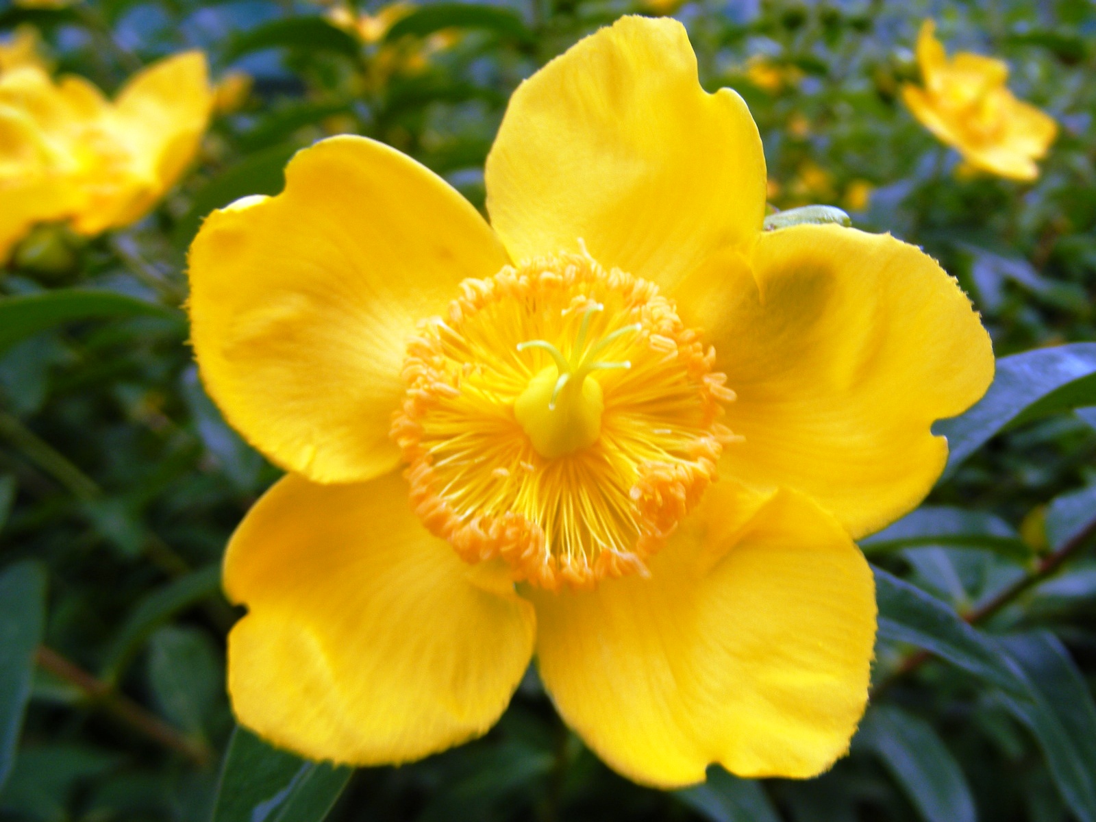 Fonds d'cran Nature Fleurs fleurs