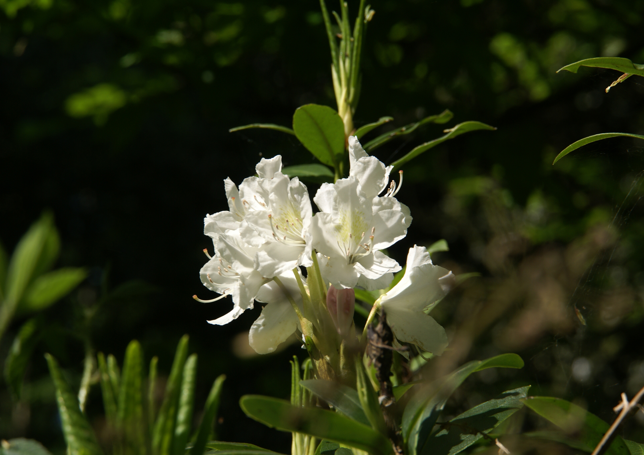 Wallpapers Nature Flowers Rhododindron Sauvage